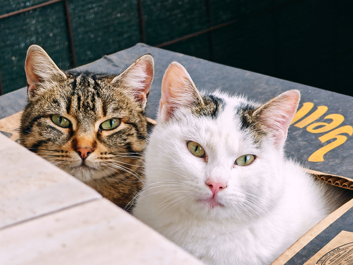 Pet Accessories